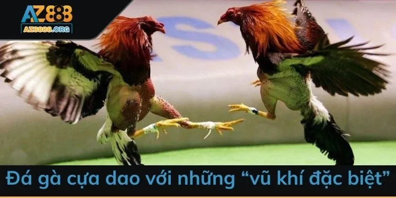 Đá gà cựa dao với những “vũ khí đặc biệt”